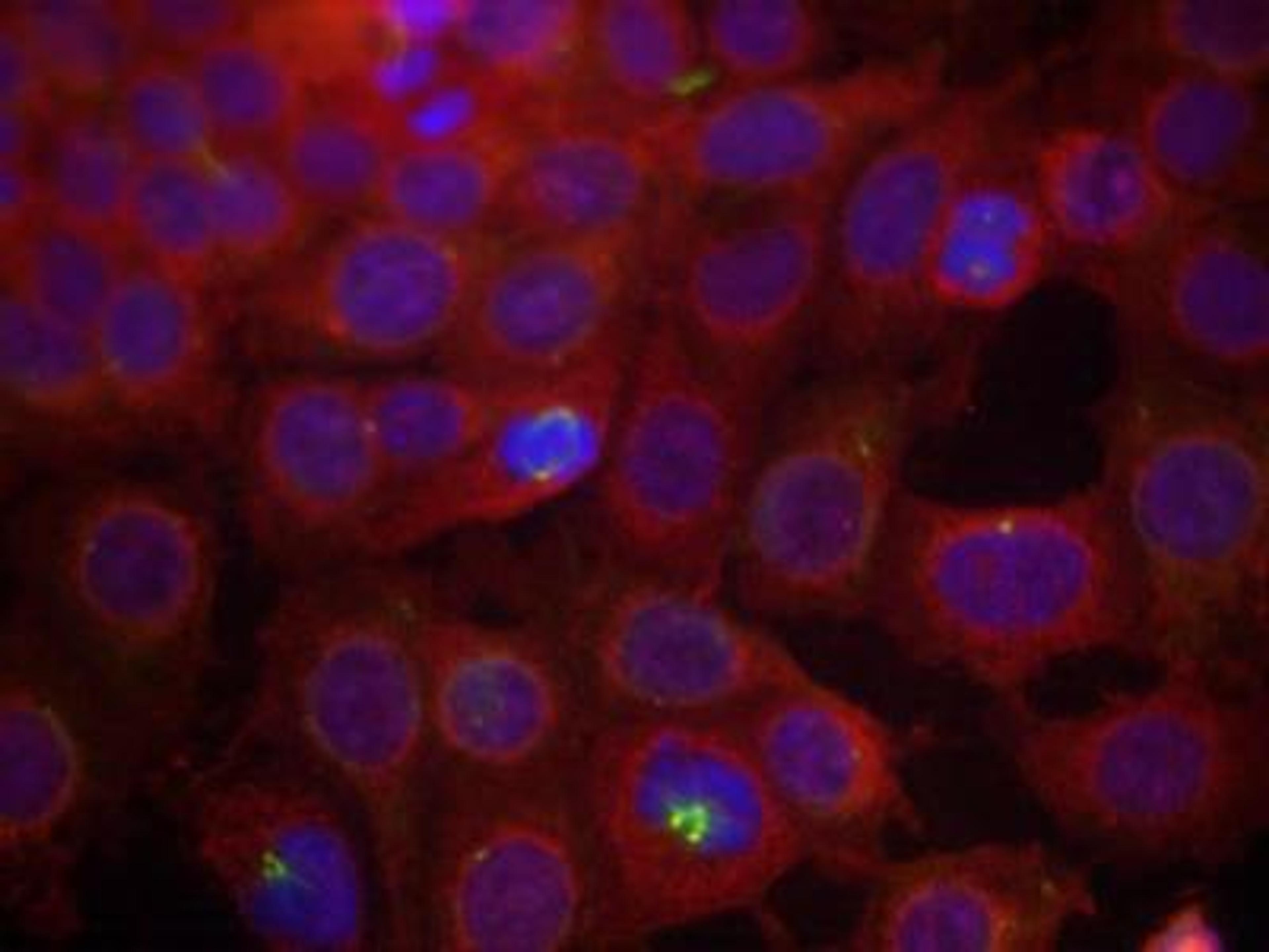 Immunocytochemistry/Immunofluorescence: VEGF R2/KDR/Flk-1 [p Tyr951] Antibody [NB100-82262] - Staining of methanol-fixed MCF7 cells using .