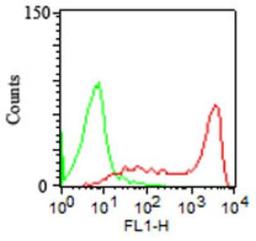 Flow Cytometry: CD45RA Antibody (158-4D3) [NBP2-15193] - Surface staining of 10^6 PBMC using 1 ug of CD45RA antibody (red), anti mouse IgG FITC secondary and mouse IgG2a isotype control (green).