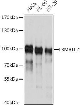 Western blot - L3MBTL2 antibody (A10331)