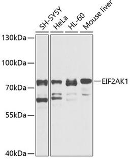Western blot - EIF2AK1 antibody (A3415)