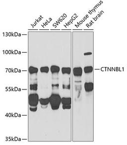 Western blot - CTNNBL1 Antibody (A6572)