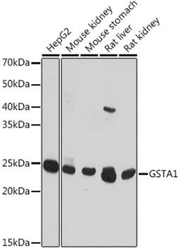 Western blot - GSTA1 antibody (A18266)