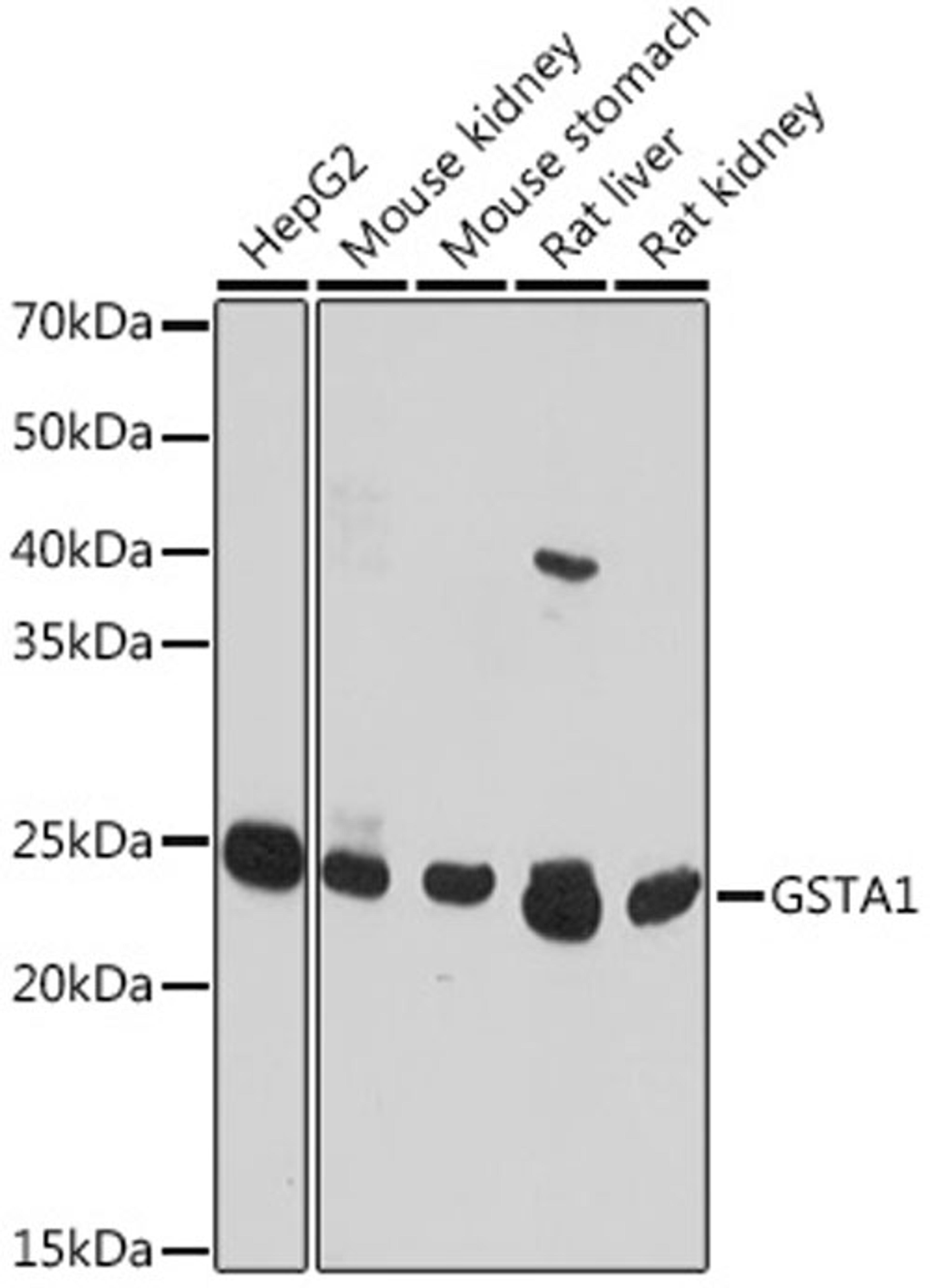 Western blot - GSTA1 antibody (A18266)