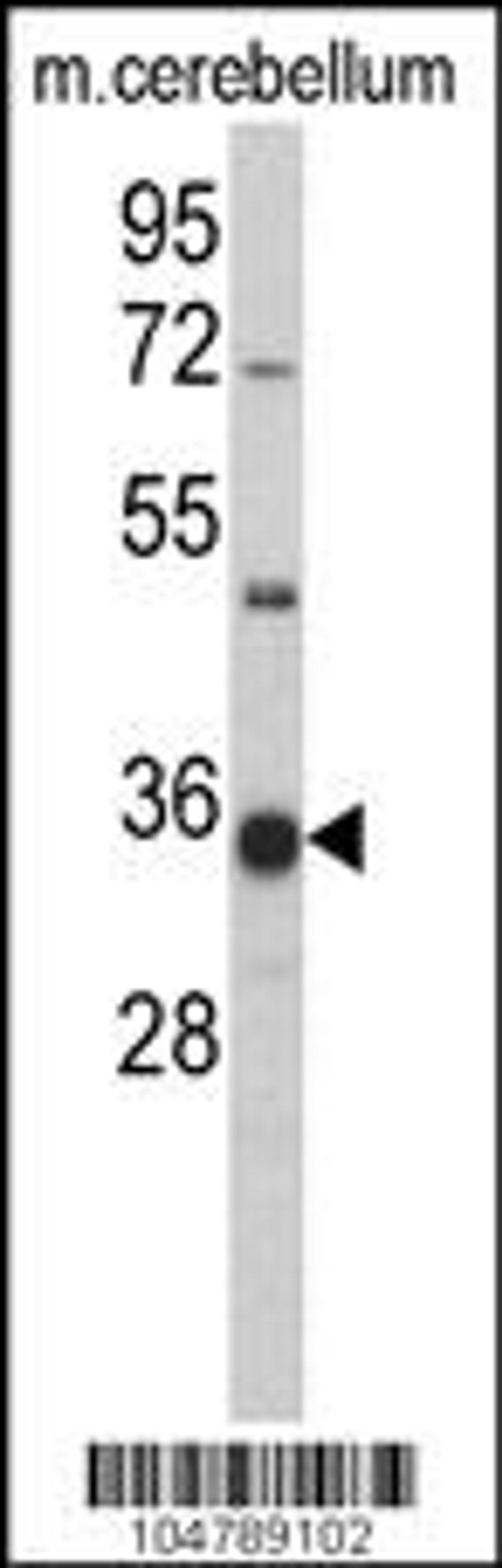 Western blot analysis ofGGPS1 Antibody in mouse cerbellum tissue lysates (35ug/lane)