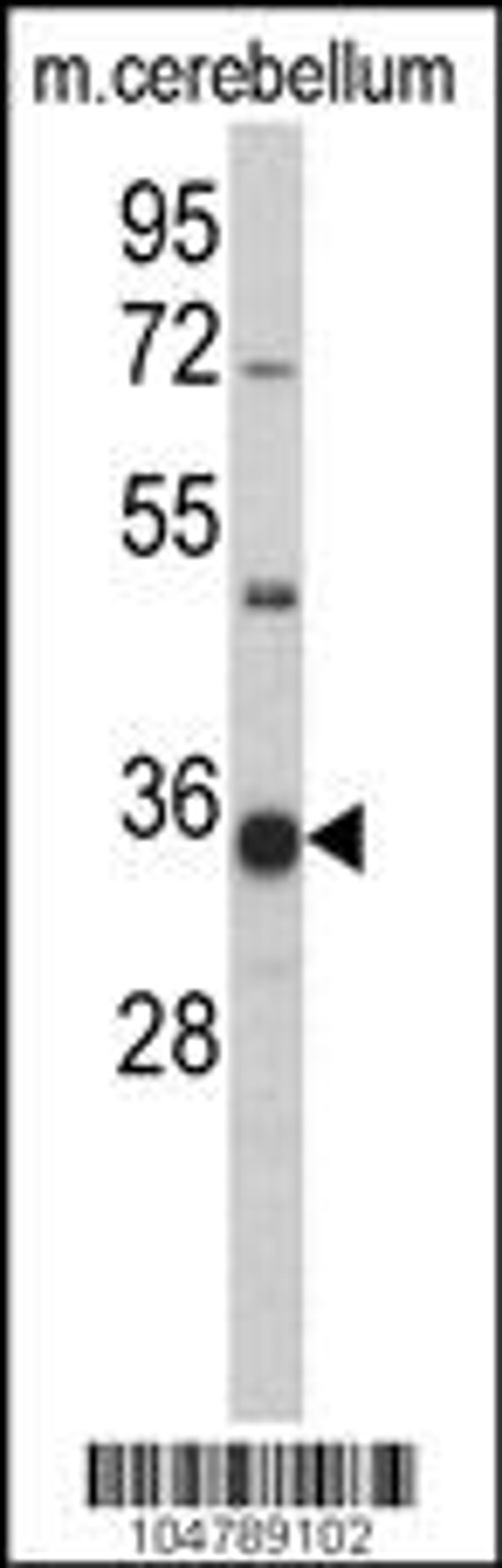 Western blot analysis ofGGPS1 Antibody in mouse cerbellum tissue lysates (35ug/lane)