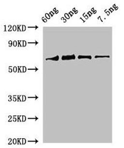 Western Blot. Positive WB detected in Recombinant protein. All lanes: rbcL antibody at 2µg/ml. Secondary. Goat polyclonal to rabbit IgG at 1/50000 dilution. Predicted band size: 69 kDa. Observed band size: 69 kDa