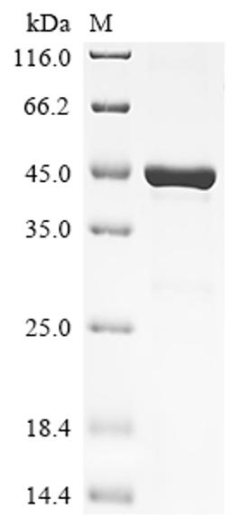 (Tris-Glycine gel) Discontinuous SDS-PAGE (reduced) with 5% enrichment gel and 15% separation gel.