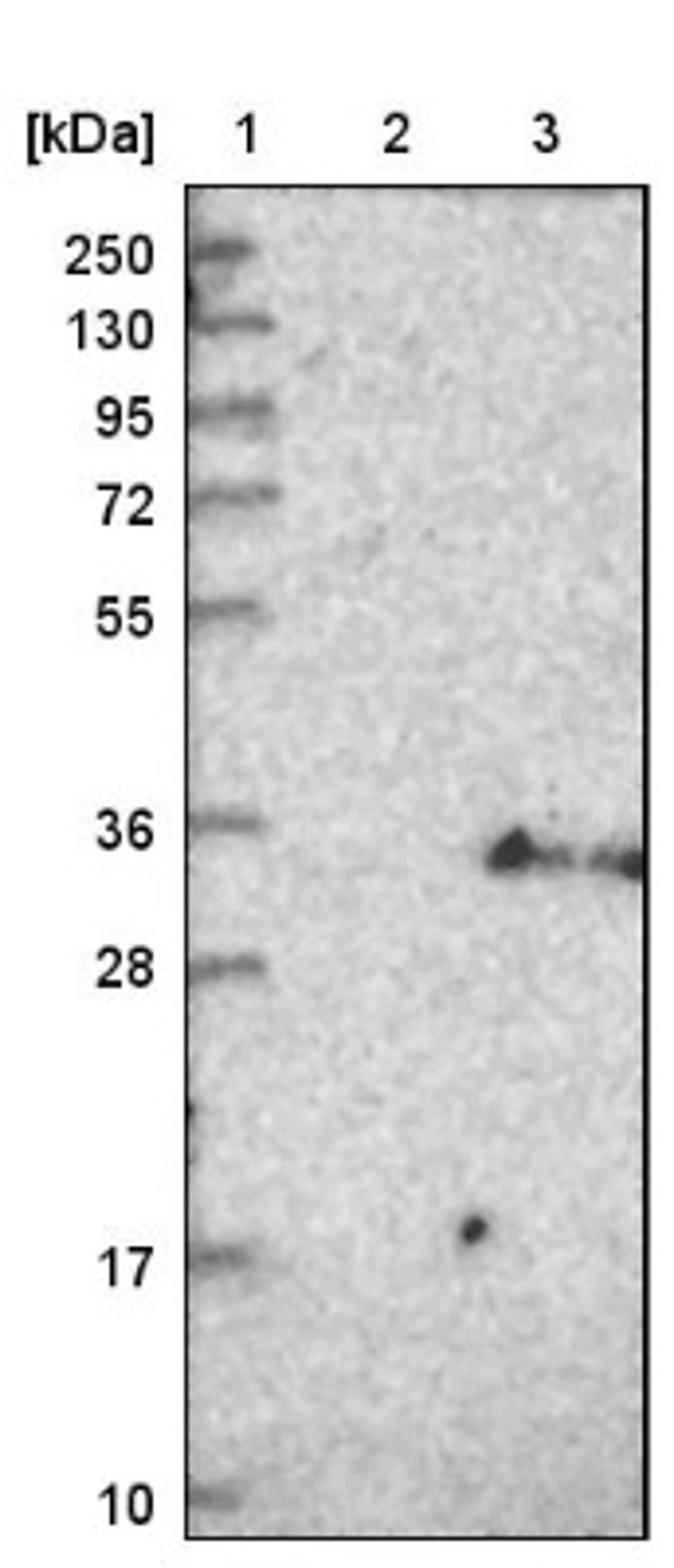 Western Blot: tetraspanin 14 Antibody [NBP1-90596] - Lane 1: Marker [kDa] 250, 130, 95, 72, 55, 36, 28, 17, 10<br/>Lane 2: Negative control (vector only transfected HEK293T lysate)<br/>Lane 3: Over-expression lysate (Co-expressed with a C-terminal myc-DDK tag (~3.1 kDa) in mammalian HEK293T cells, LY410647)