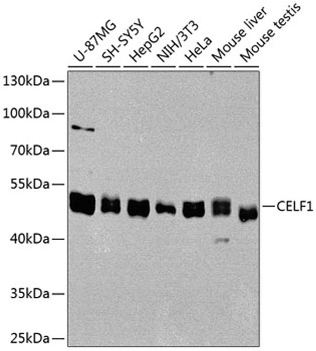 Western blot - CELF1 antibody (A5958)