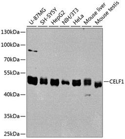 Western blot - CELF1 antibody (A5958)