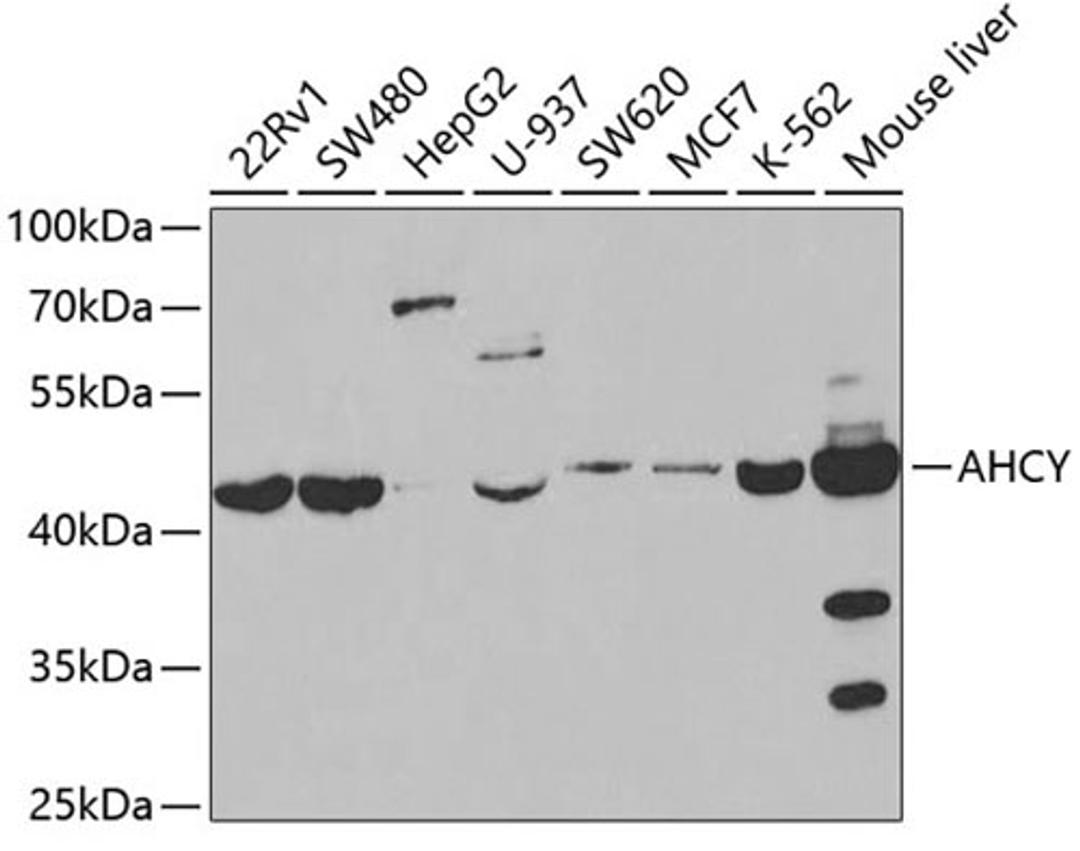 Western blot - AHCY antibody (A5300)