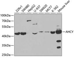 Western blot - AHCY antibody (A5300)