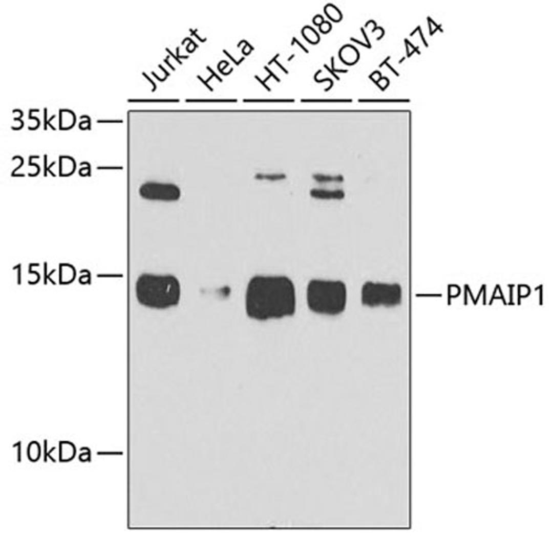 Western blot - PMAIP1 antibody (A9801)