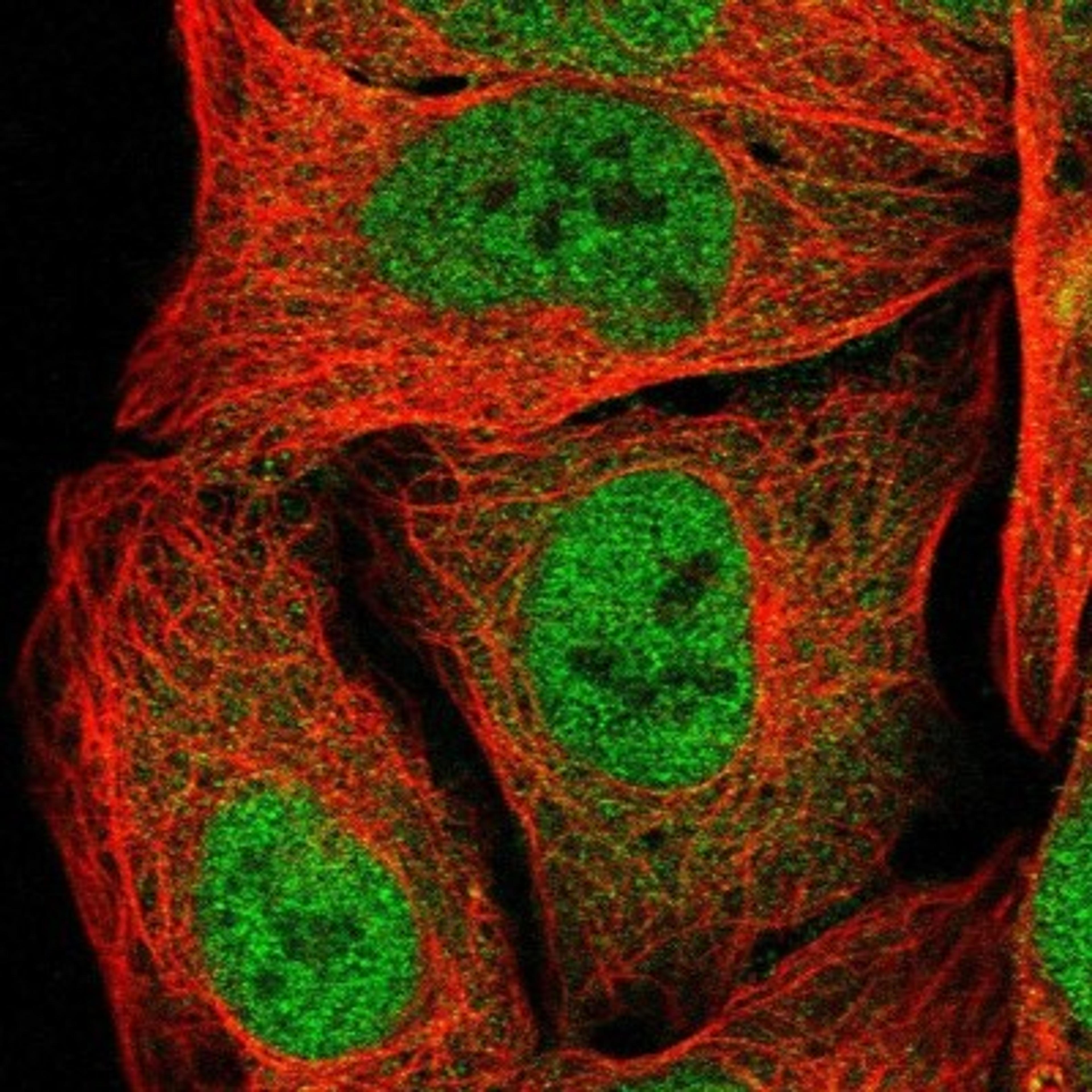 Immunocytochemistry/Immunofluorescence: MB21D1 Antibody [NBP1-86761] - Immunofluorescent staining of human cell line U-2 OS shows positivity in nucleus but not nucleoli.