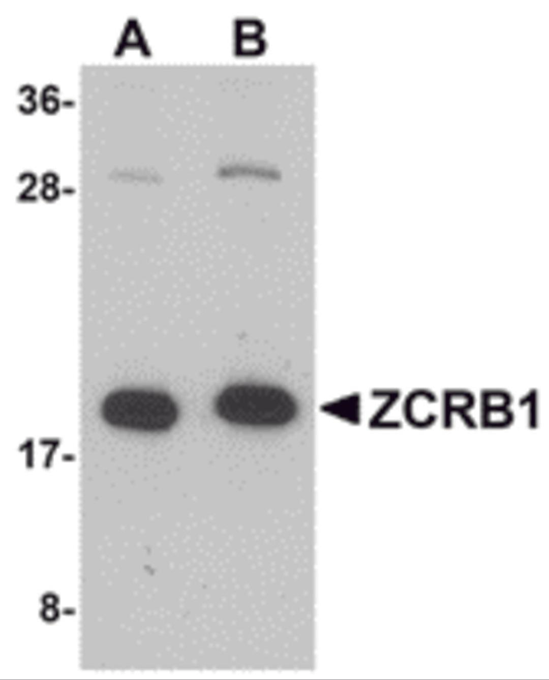 Western blot analysis of ZCRB1 in Raji cell lysate with ZCRB1 antibody at (A) 1 and (B) 2 μg/mL.