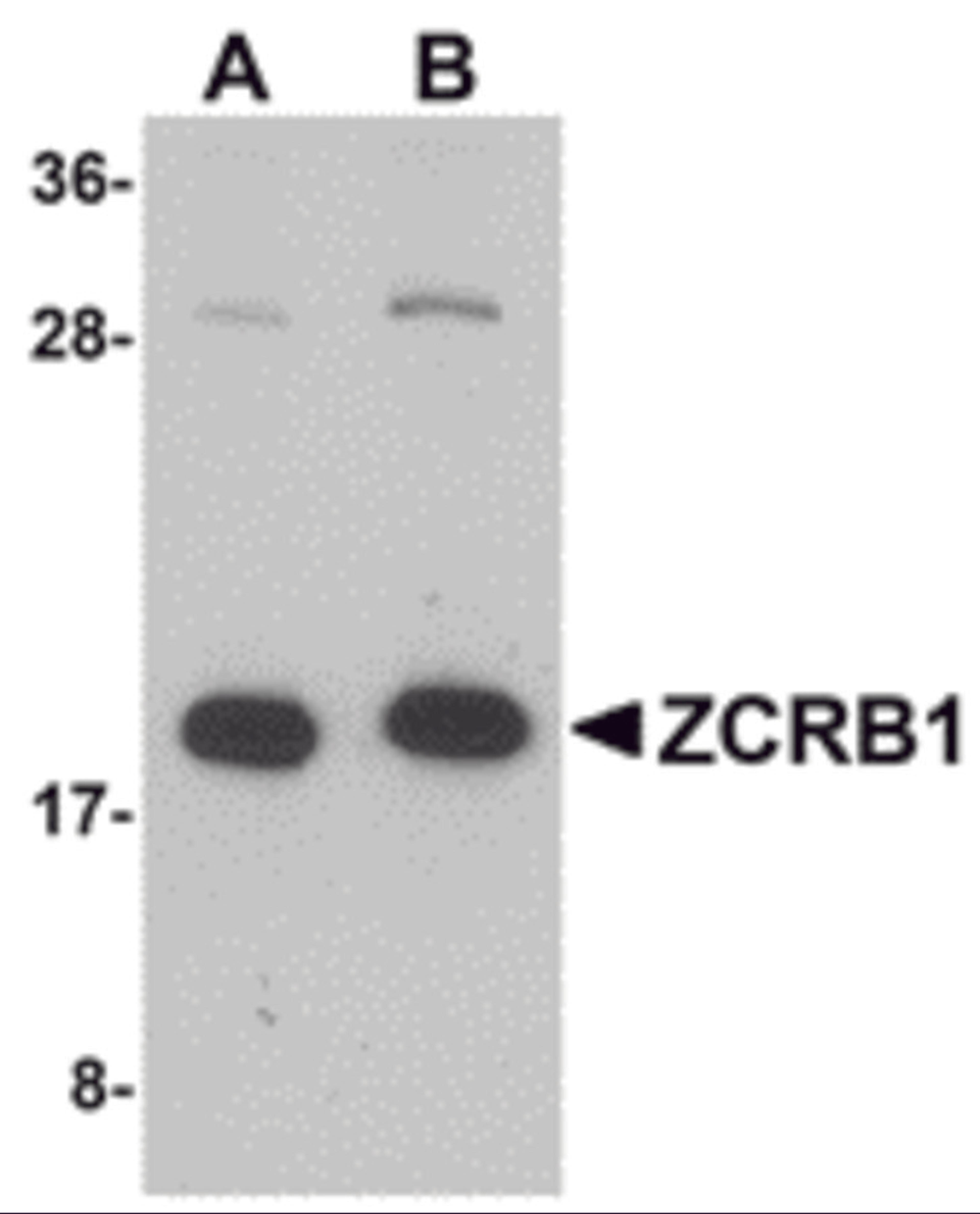 Western blot analysis of ZCRB1 in Raji cell lysate with ZCRB1 antibody at (A) 1 and (B) 2 μg/mL.