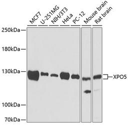 Western blot - XPO5 antibody (A6790)