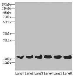 Western blot. All lanes: MAGOH antibody at 4.36ug/ml. Lane 1: Mouse kidney tissue. Lane 2: A431 whole cell lysate. Lane 3: Jurkat whole cell lysate. Lane 4: Raji whole cell lysate. Lane 5: K562 whole cell lysate. Lane 6: Hela whole cell lysate. Secondary. Goat polyclonal to rabbit IgG at 1/10000 dilution. Predicted band size: 18, 13 kDa. Observed band size: 18 kDa. 