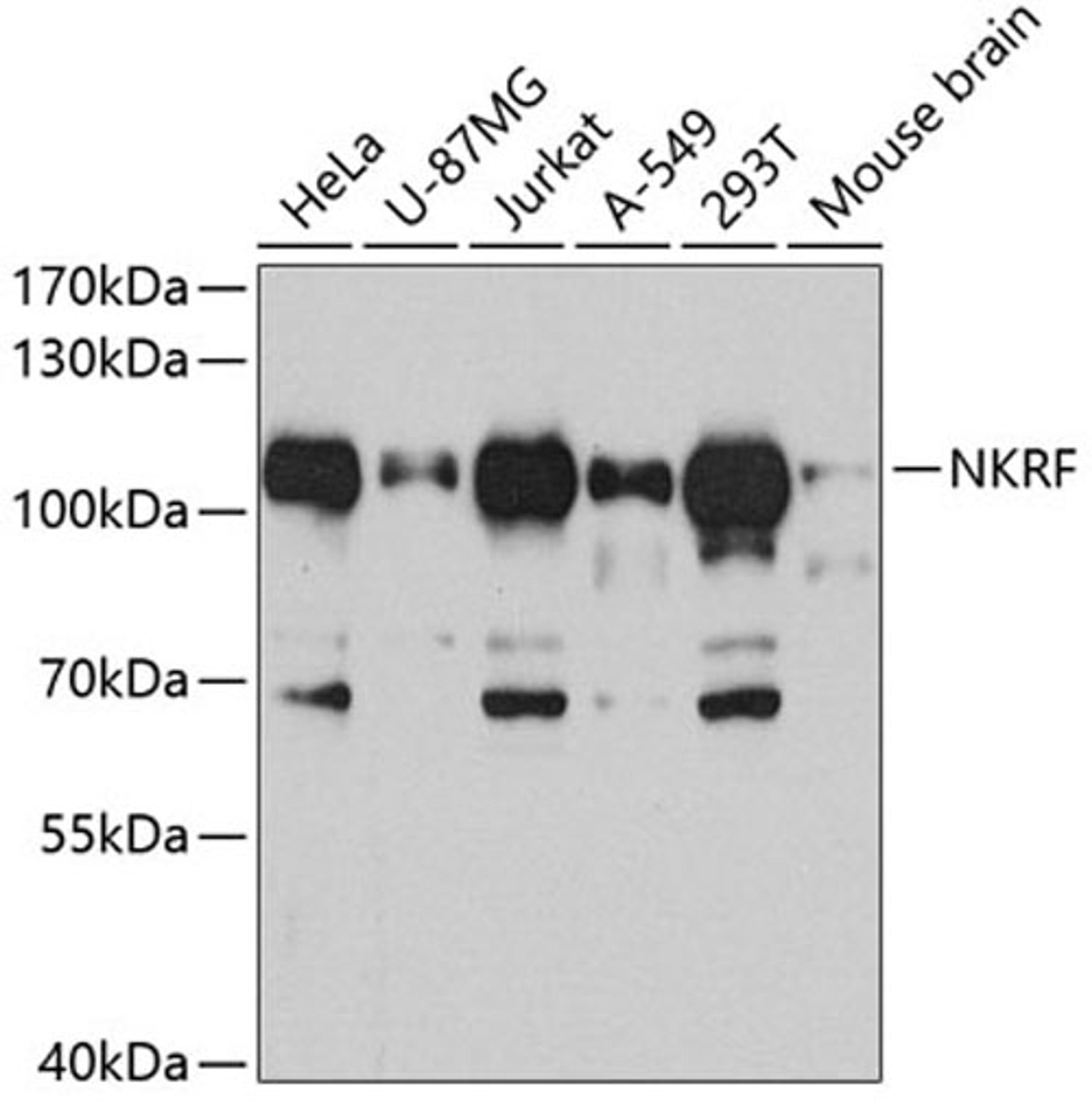 Western blot - NKRF antibody (A4853)