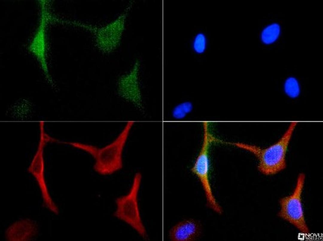 Immunocytochemistry/Immunofluorescence: BNIP3 Antibody [NBP1-77683] - BNIP3 antibody was tested in HeLa cells with FITC (green). Nuclei and actin were counterstained with Dapi (blue) and Phalloidin (red).