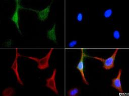 Immunocytochemistry/Immunofluorescence: BNIP3 Antibody [NBP1-77683] - BNIP3 antibody was tested in HeLa cells with FITC (green). Nuclei and actin were counterstained with Dapi (blue) and Phalloidin (red).