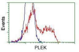 Flow Cytometry: Pleckstrin Antibody (6H8) [NBP2-02300] - HEK293T cells transfected with either pCMV6-ENTRY Pleckstrin.(Red) or empty vector control plasmid (Blue) were immunostained with anti-Pleckstrin mouse monoclonal, and then analyzed by flow cytometry.