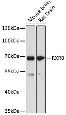 Western blot - RXRB antibody (A18119)