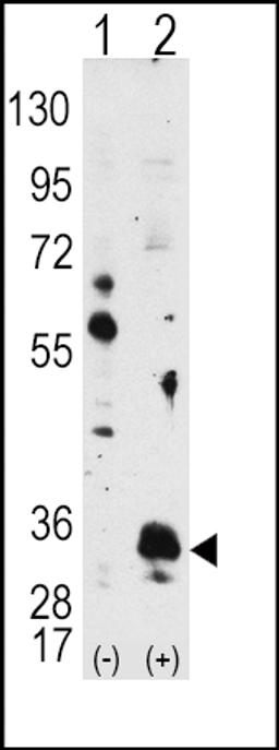 Western blot analysis of PIM1 using PIM1 Antibody using 293 cell lysates (2 ug/lane) either nontransfected (Lane 1) or transiently transfected with the PIM1 gene (Lane 2).