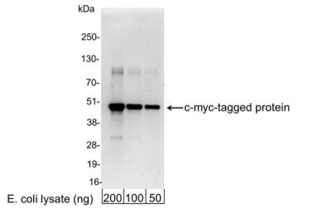 Western Blot: c-Myc Antibody [NB600-338] - 200, 100, or 50 ng of E. coli whole cell lysate expressing a multi-tag fusion protein. Antibody used for WB at 0.4 ug/ml (1:25,000).