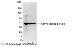 Western Blot: c-Myc Antibody [NB600-338] - 200, 100, or 50 ng of E. coli whole cell lysate expressing a multi-tag fusion protein. Antibody used for WB at 0.4 ug/ml (1:25,000).