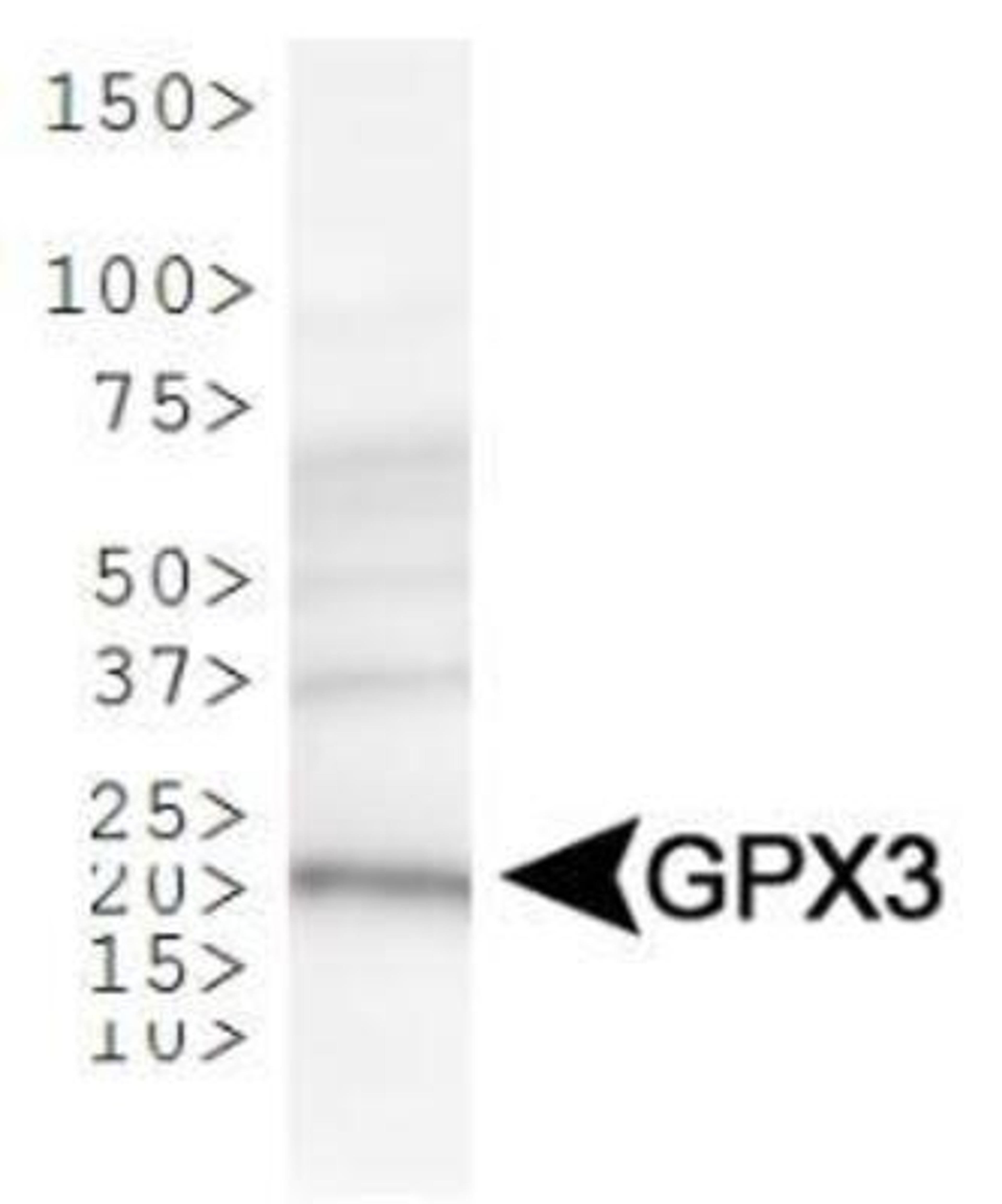 Western Blot: Glutathione Peroxidase 3 Antibody [NBP1-06398] - Analysis of GPX3 in human kidney lysate.