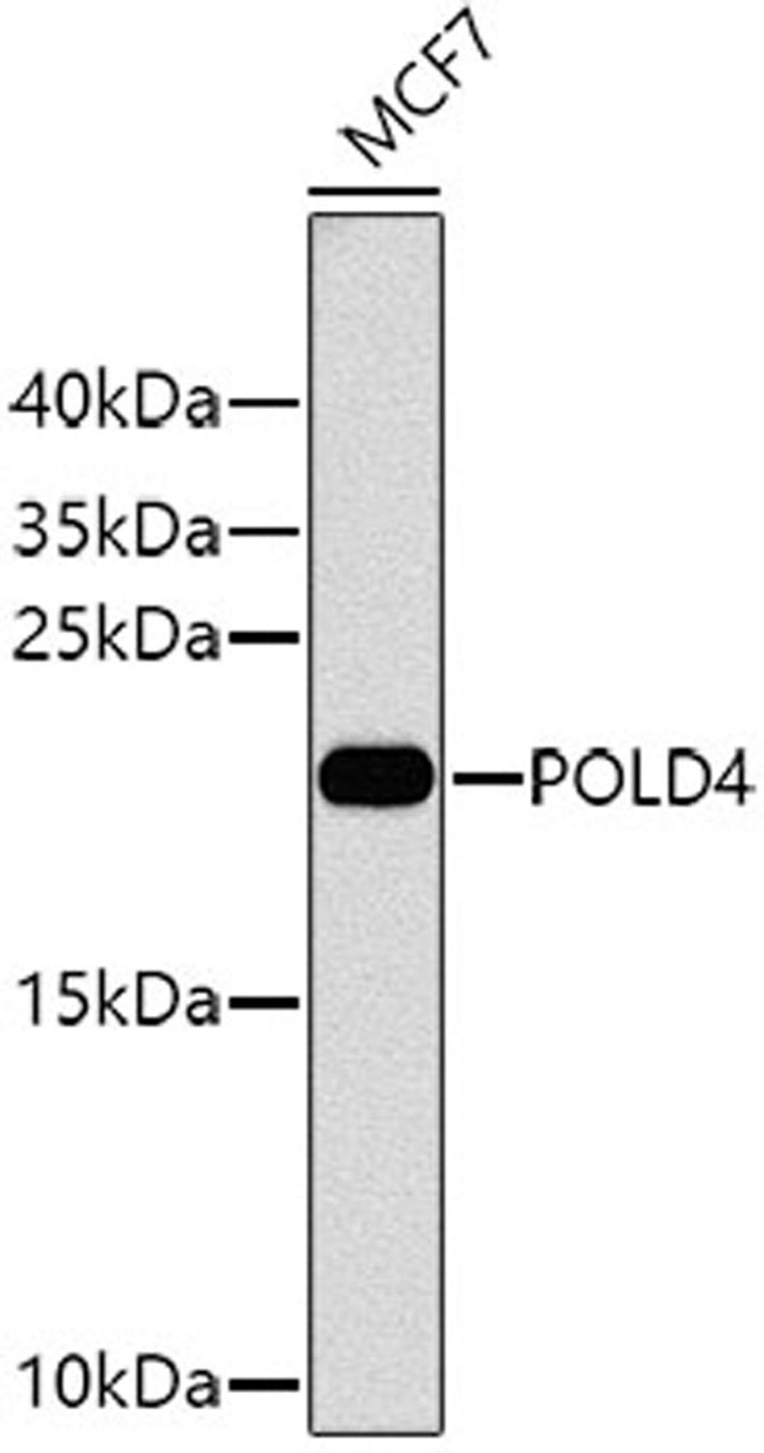 Western blot - POLD4 antibody (A8506)