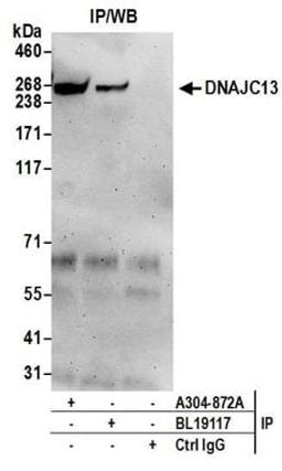 Detection of human DNAJC13 by western blot of immunoprecipitates.