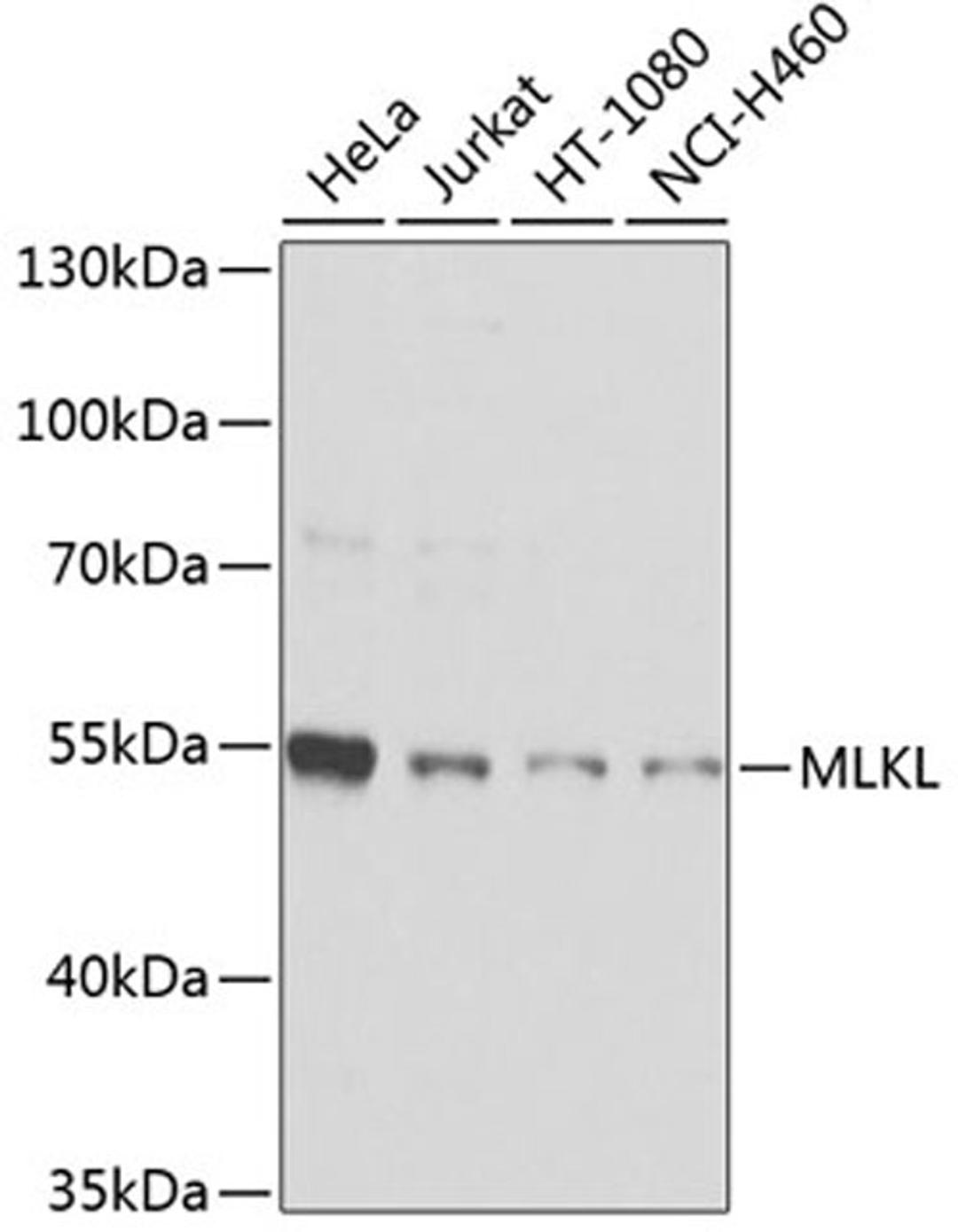 Western blot - MLKL antibody (A5579)