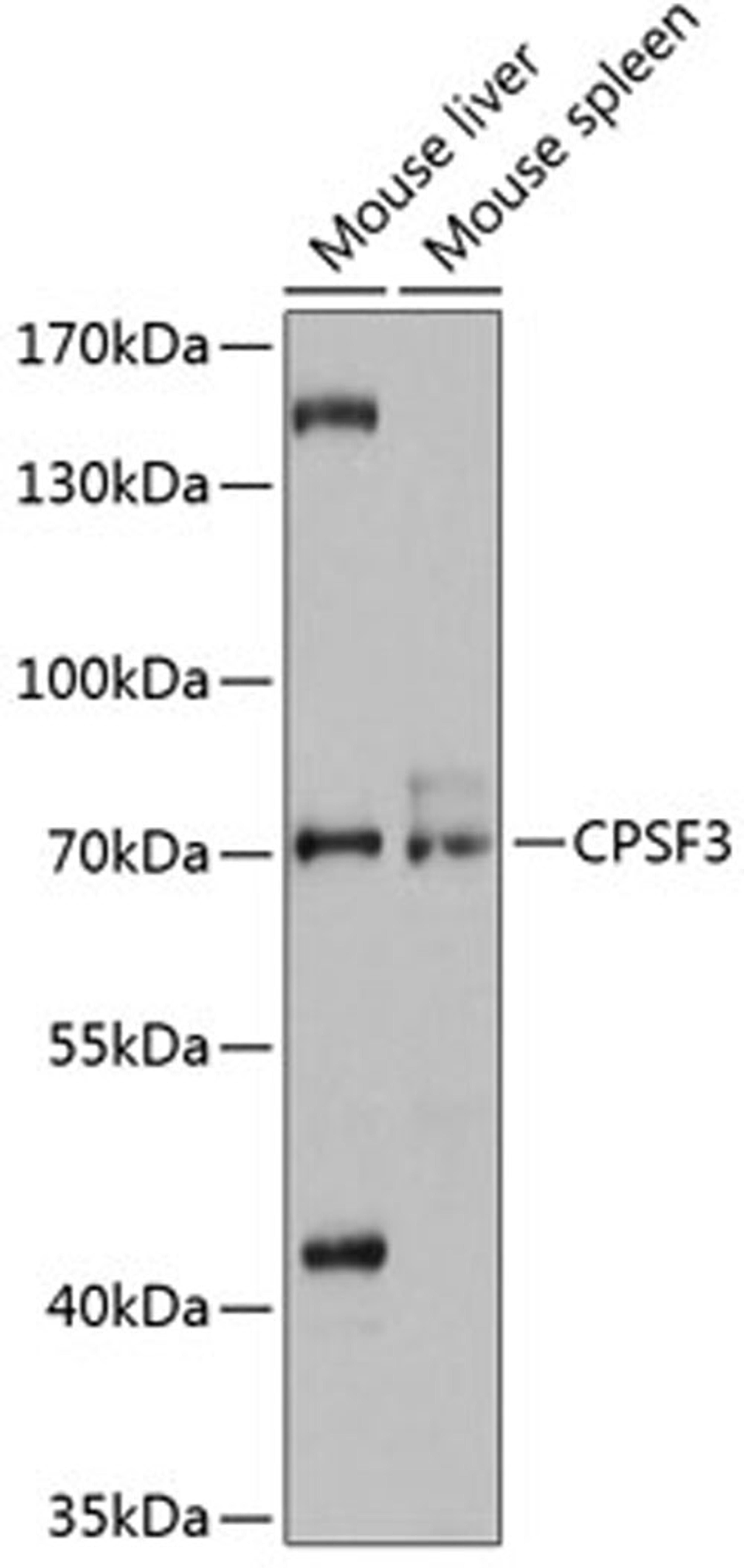 Western blot - CPSF3 antibody (A12368)