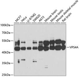 Western blot - VPS4A antibody (A7096)