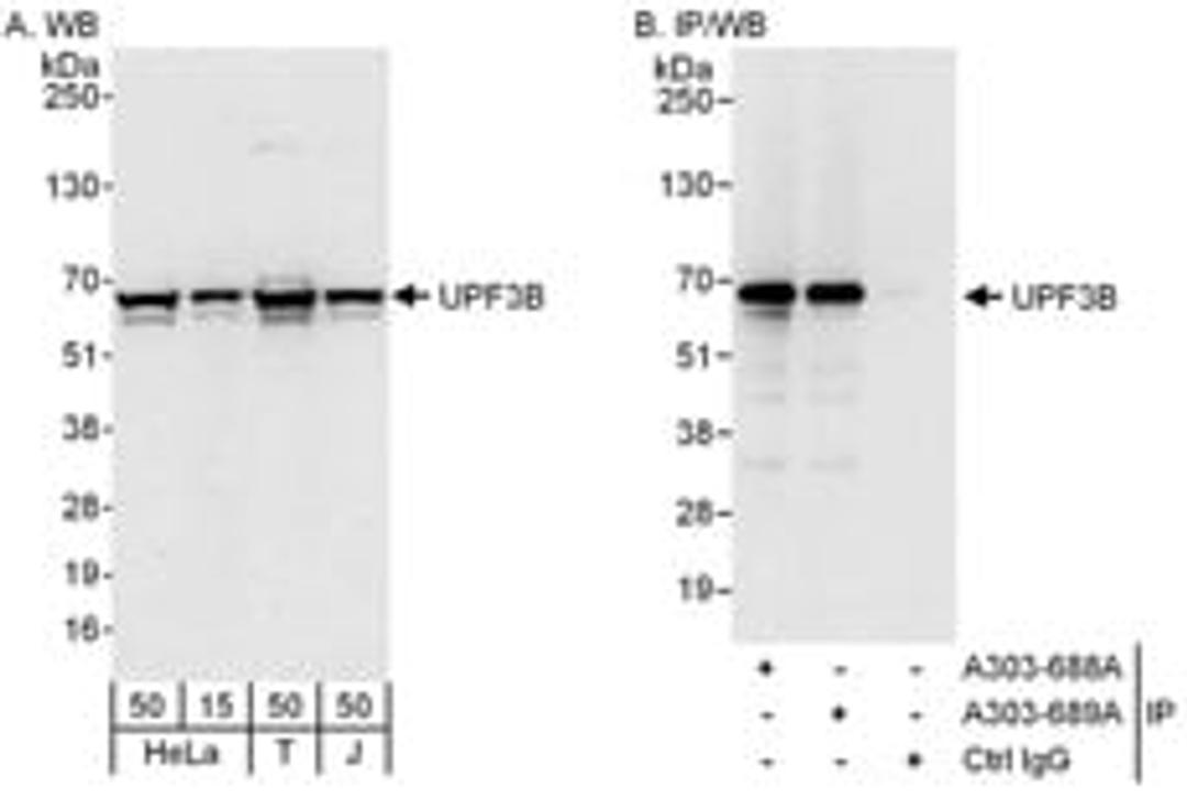 Detection of human UPF3B by western blot and immunoprecipitation.