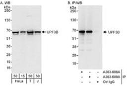 Detection of human UPF3B by western blot and immunoprecipitation.