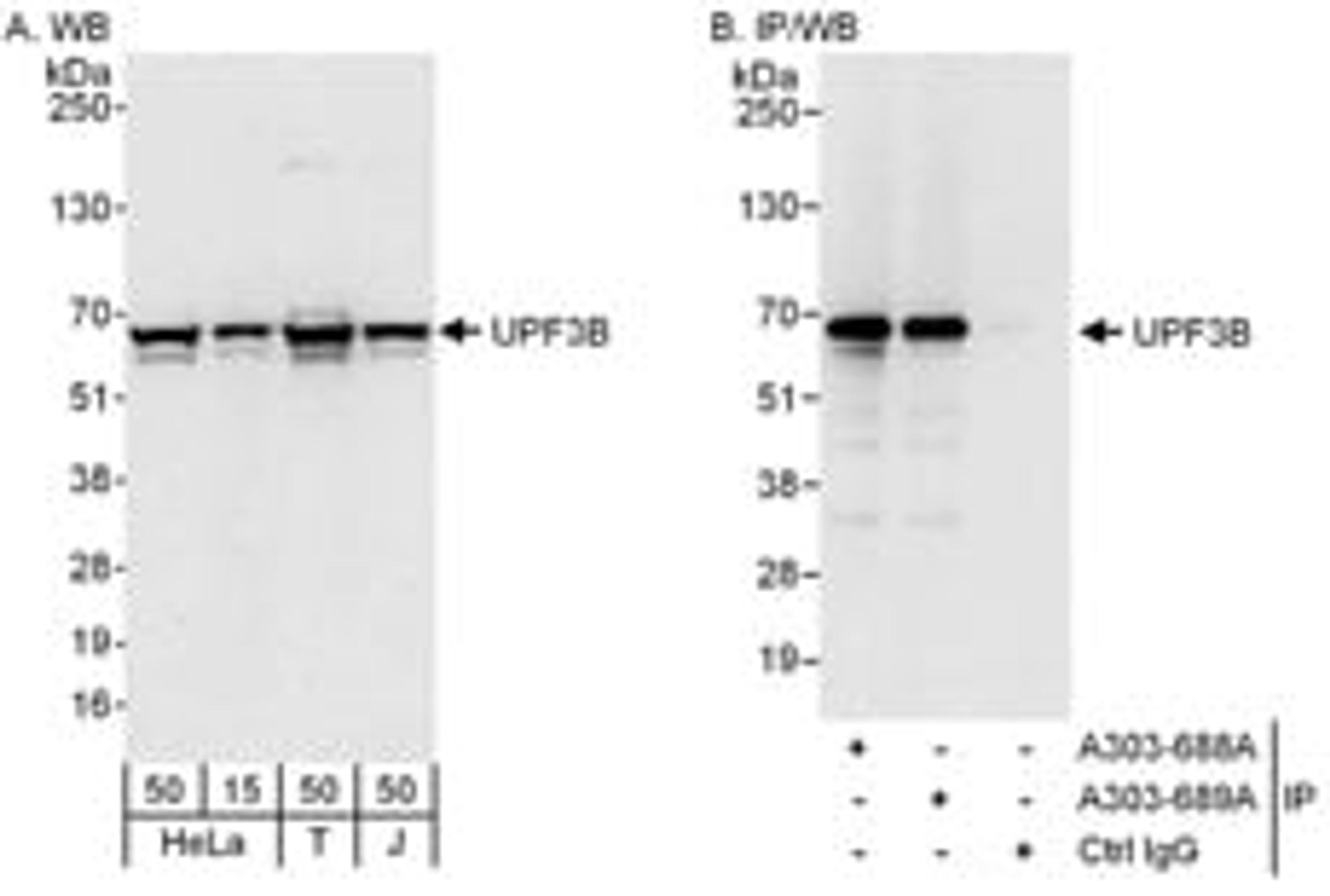 Detection of human UPF3B by western blot and immunoprecipitation.