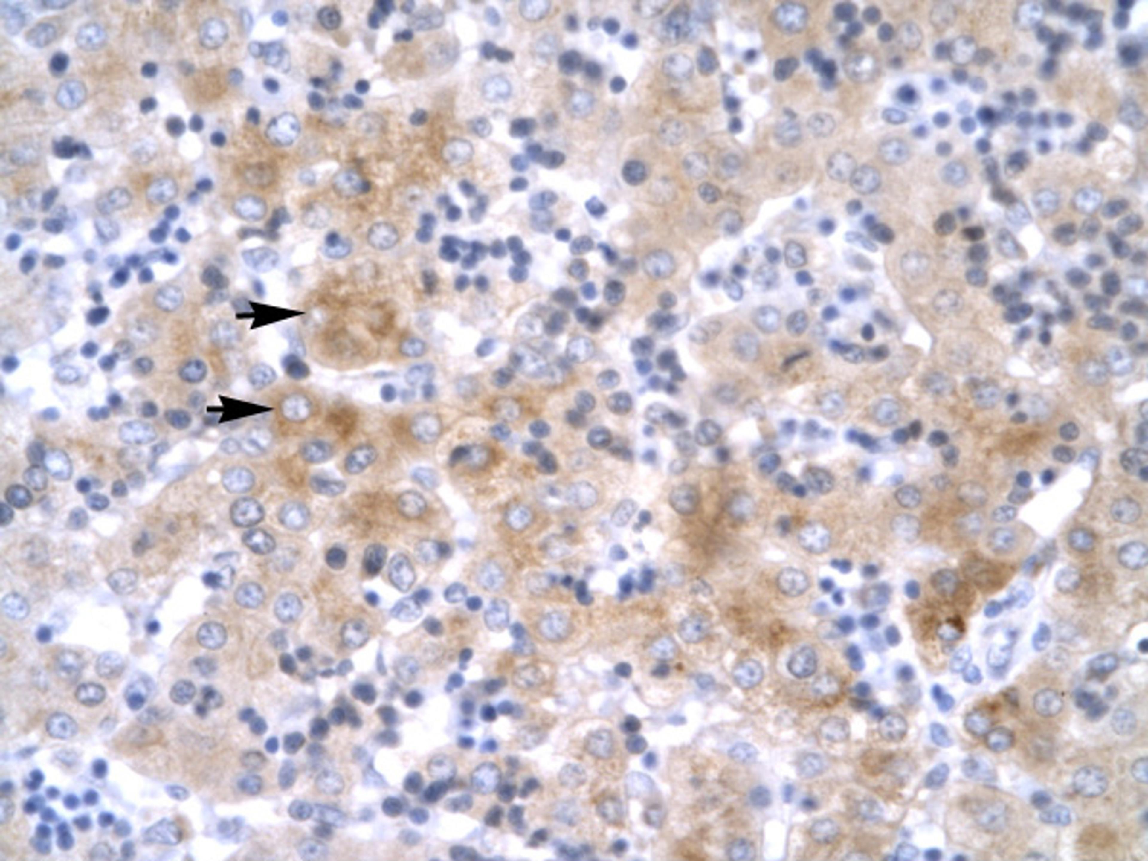 Antibody used in IHC on Human Liver.