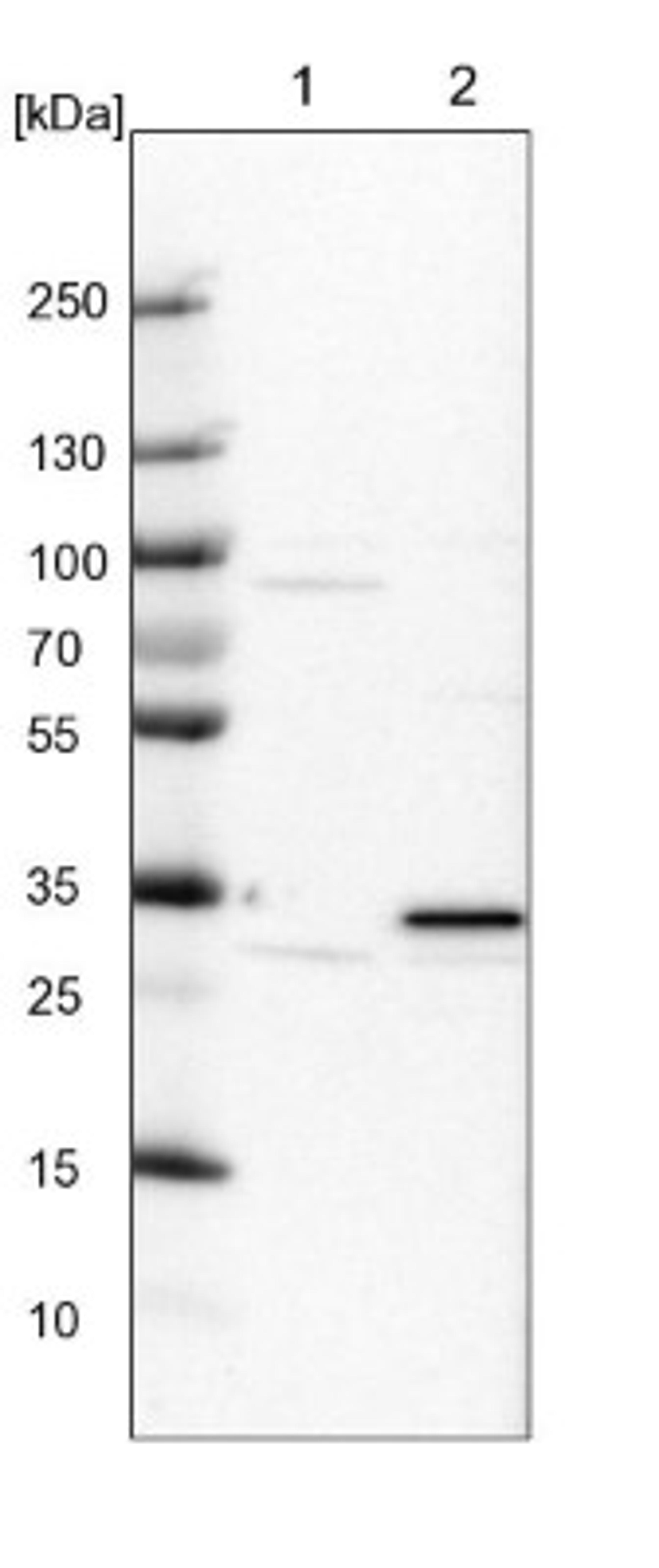 Western Blot: Pirin Antibody [NBP1-87500] - Lane 1: NIH-3T3 cell lysate (Mouse embryonic fibroblast cells)<br/>Lane 2: NBT-II cell lysate (Rat Wistar bladder tumour cells)