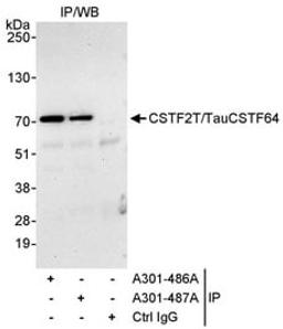 Detection of human CSTF2T/TauCSTF64 by western blot of immunoprecipitates.