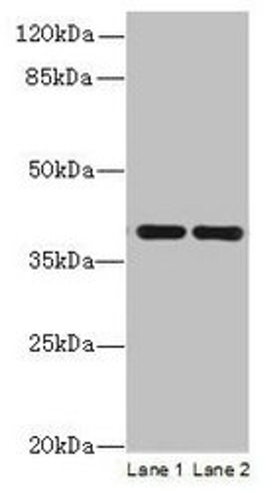 Western blot. All lanes: CCDC42 antibody at 0.8µg/ml. Lane 1: Mouse brain tissue. Lane 2: Mouse heart tissue. Secondary. Goat polyclonal to Rabbit IgG at 1/10000 dilution. Predicted band size: 39, 30 kDa. Observed band size: 39 kDa