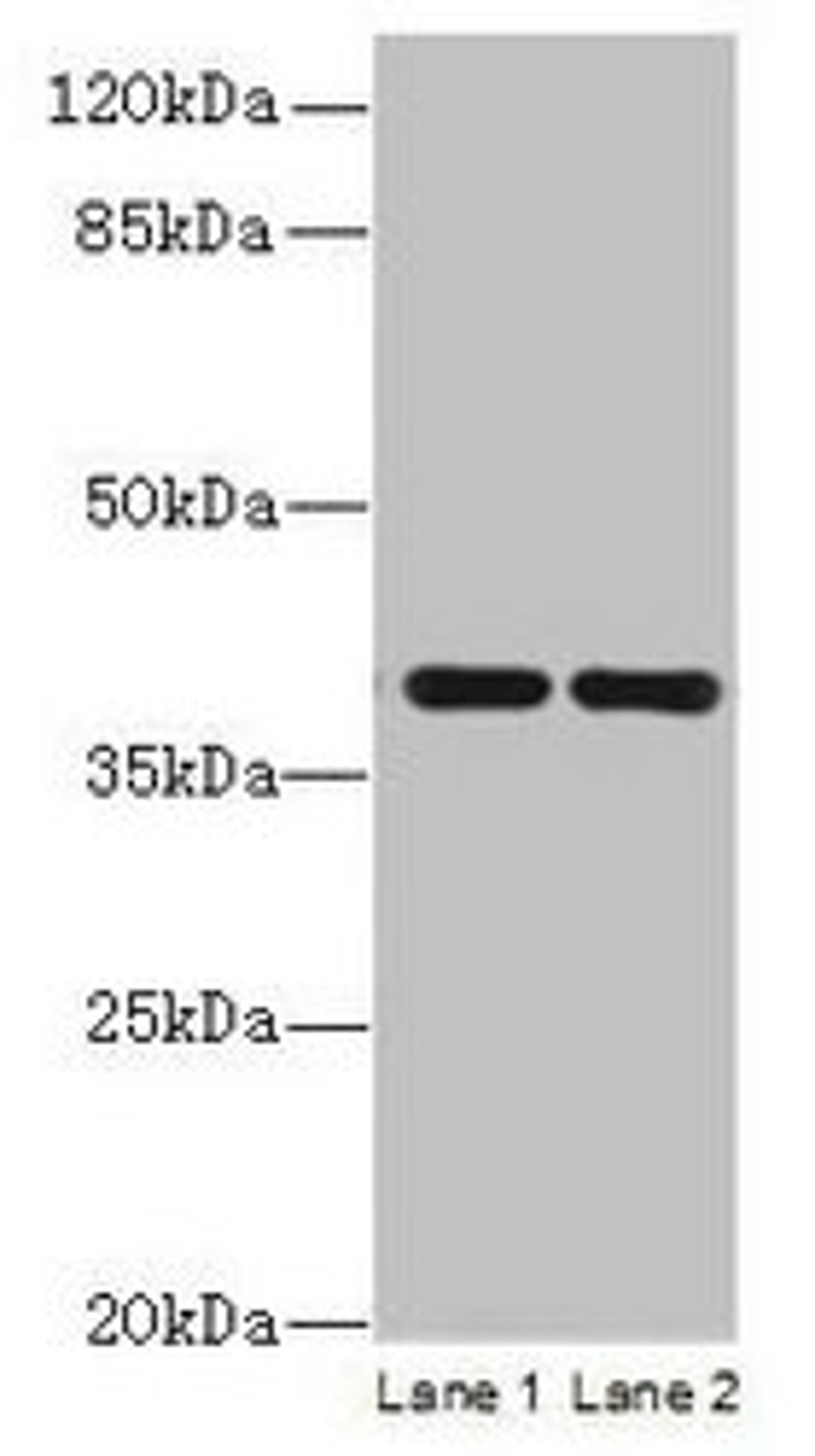 Western blot. All lanes: CCDC42 antibody at 0.8µg/ml. Lane 1: Mouse brain tissue. Lane 2: Mouse heart tissue. Secondary. Goat polyclonal to Rabbit IgG at 1/10000 dilution. Predicted band size: 39, 30 kDa. Observed band size: 39 kDa