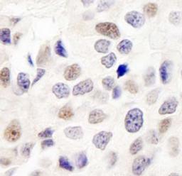 Detection of human INT7 by immunohistochemistry.