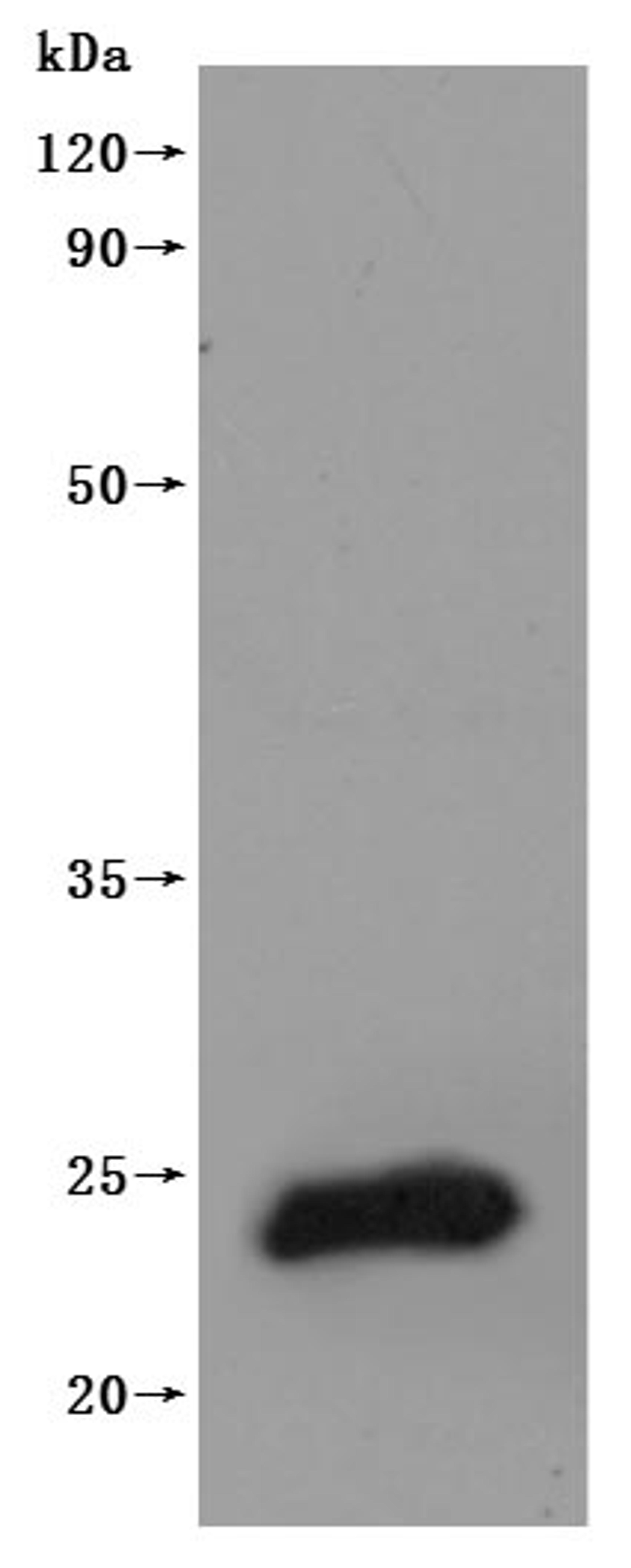 CSB-MP005511HU is detected by Mouse anti-6*His monoclonal antibody.