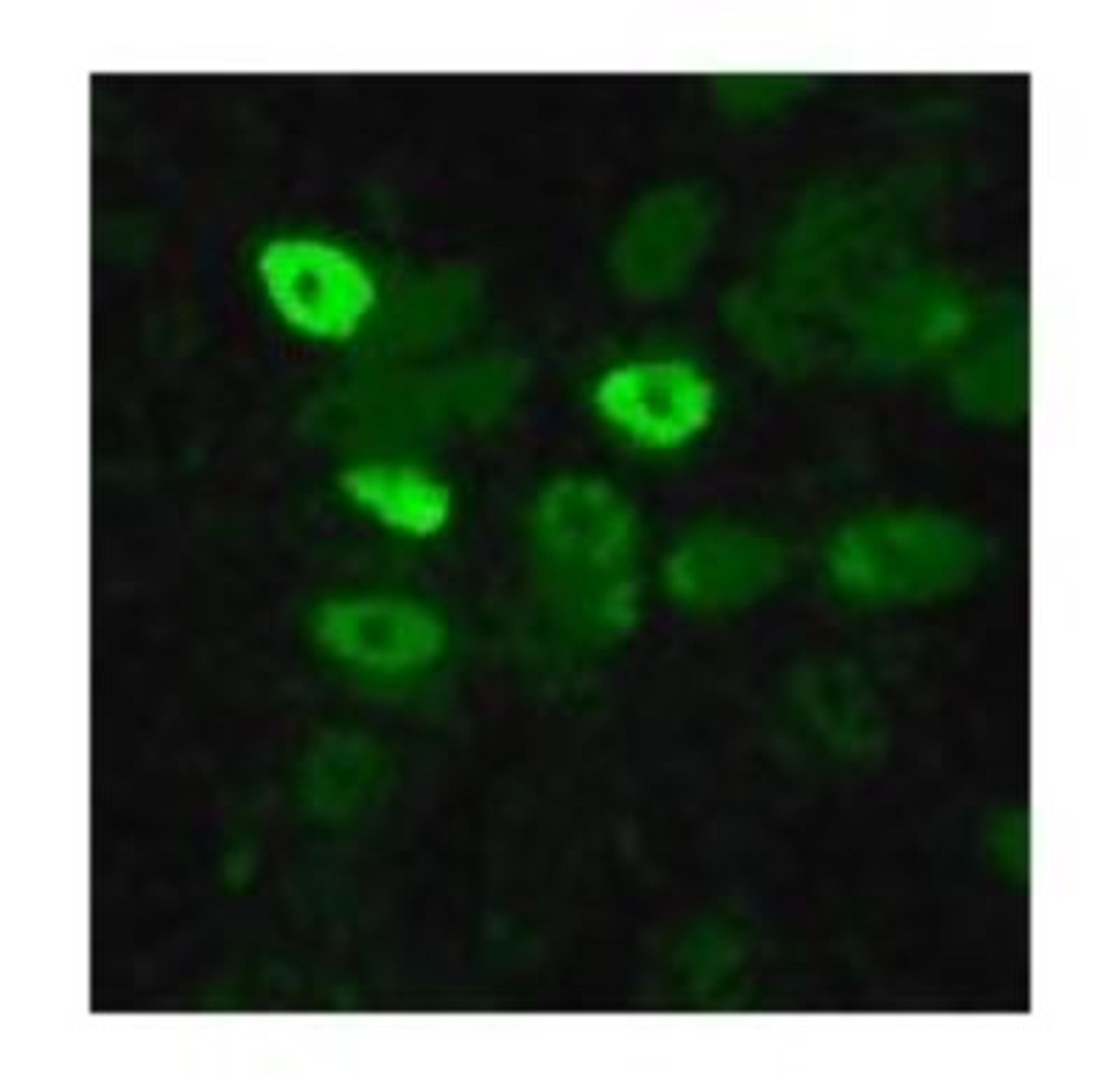 Immunocytochemistry/Immunofluorescence: Avian Flu Nucleoprotein Antibody [NB100-56572] - Staining of influenza-infected MDCK cells at 1:10 dilution.  Image Courtesy of Catherine Thompson, The University of Reading