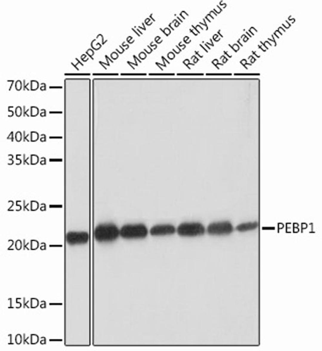 Western blot - PEBP1 Rabbit mAb (A12768)