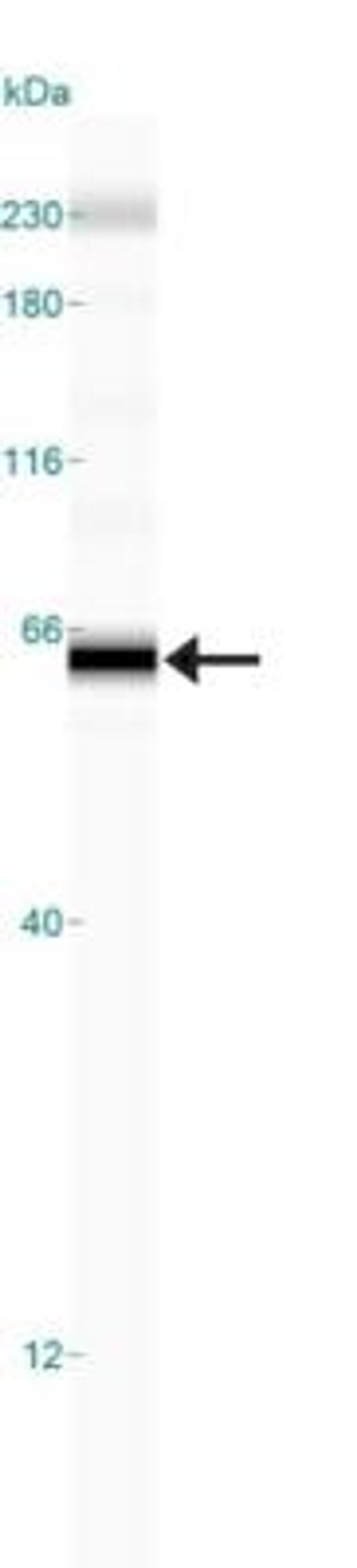 Simple Western: TRAIL R1/TNFRSF10A Antibody (32A1380) [NB100-56747] - Simple Western lane view shows a specific band for TRAIL R1 in 0.5 mg/ml of Daudi lysate.  This experiment was performed under reducing conditions using the 12-230 kDa separation system. * Non-specific interaction with the 230 kDa Simple Western standard may be seen with this antibody