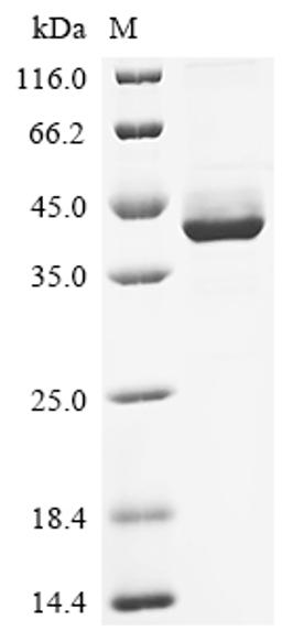 (Tris-Glycine gel) Discontinuous SDS-PAGE (reduced) with 5% enrichment gel and 15% separation gel.